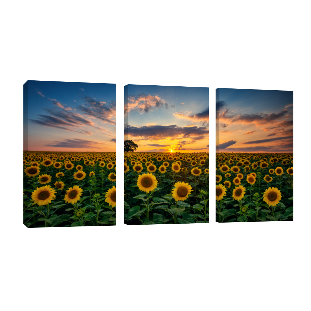 Cuadro Canvas Revolution Tríptico Vertical Girasoles Y Cielo Set De 3 Piezas 25 x 38 cm c/u