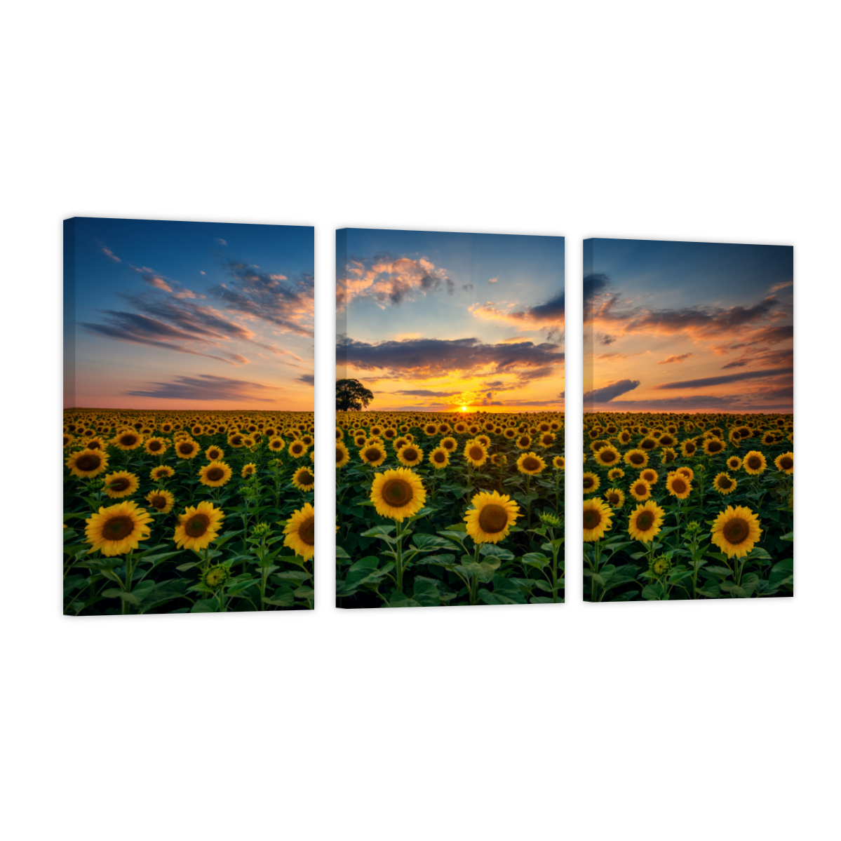 Cuadro Canvas Revolution Tríptico Vertical Girasoles Y Cielo Set De 3 Piezas 30 x 45 cm c/u