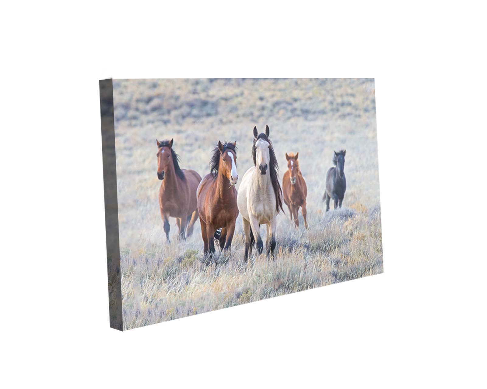 Cuadro Decorativo Canvas Art Una Pequeña Manada de Caballos Multicolor 130 X 80 CM