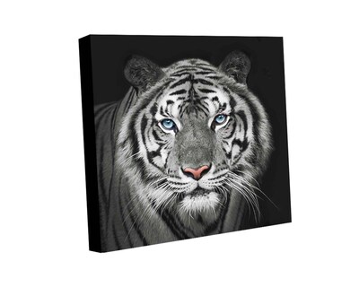 Foto 1 | Cuadro Decorativo Canvas Art Tigre Blanco 120 x 120 cm