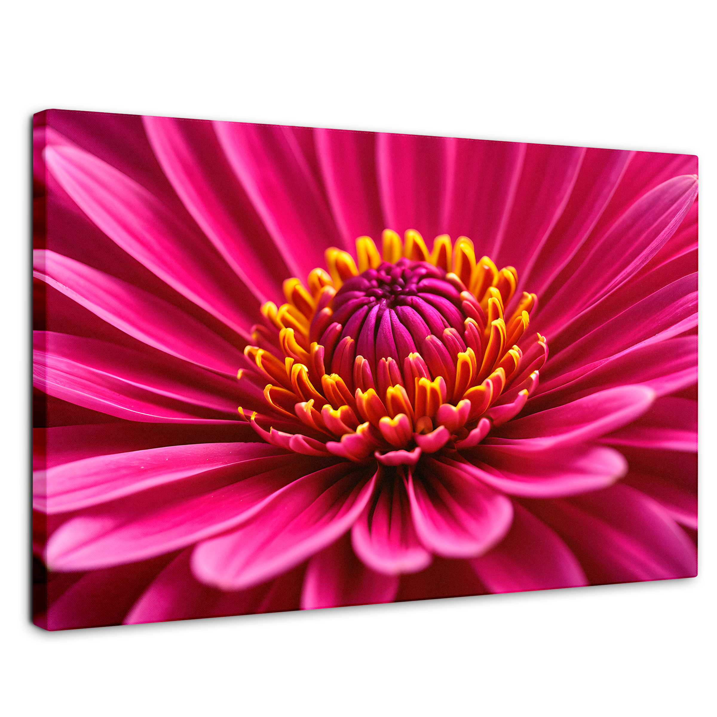 Cuadro Decorativo Canvas Zinnia Magia Rosa 90x60