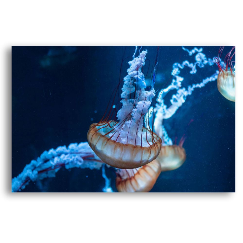 Foto 2 pulgar | Cuadro Decorativo Medusas 143 x 89 cm