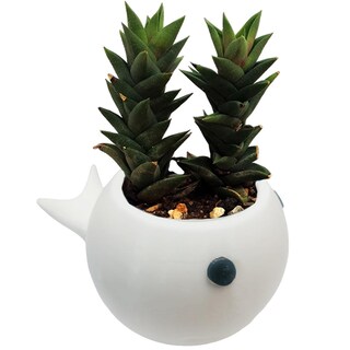 Foto 3 | Maceta Decorativa Para Jardín 3d3d Art Mxwfw-005 5 Piezas Azul