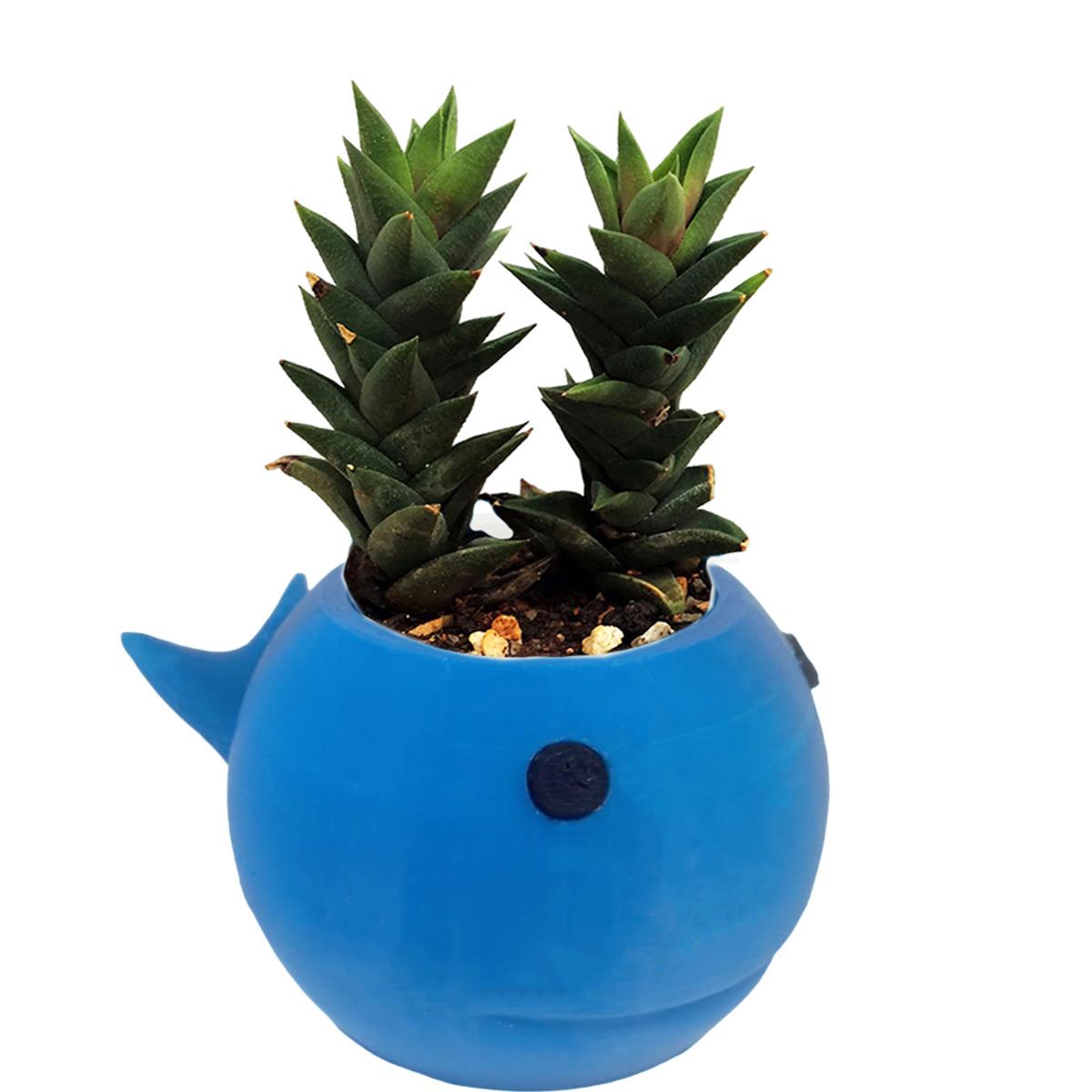 Foto 4 pulgar | Maceta Edición Especial Ballena 3d3d Art Mxfbw-002 2  Piezas Azul
