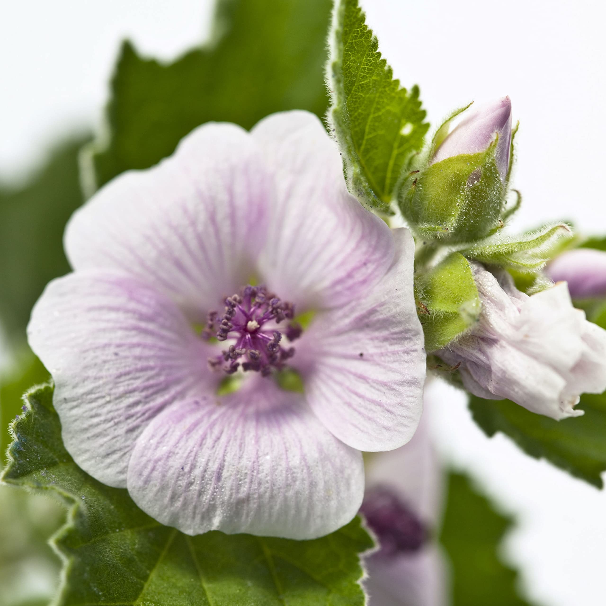 Foto 5 | Crema Para El Cuidado Del Pañal Weleda Baby White Mallow 50 Ml (paquete De 2) - Venta Internacional.