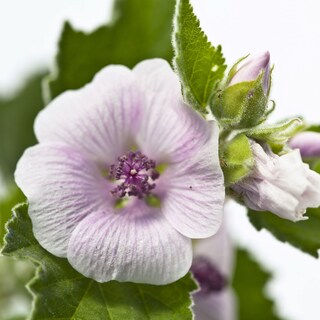 Foto 5 | Crema Para El Cuidado Del Pañal Weleda Baby White Mallow 50 Ml (paquete De 2) - Venta Internacional.