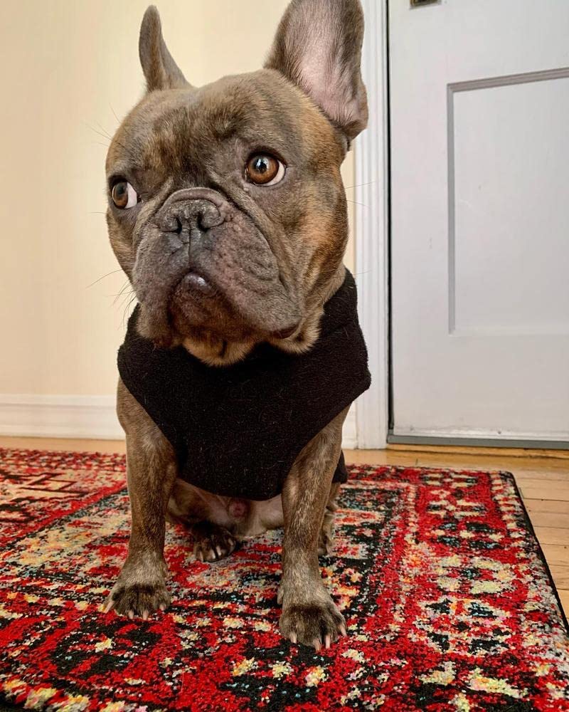 Foto 7 pulgar | Chaleco De Forro Polar Elástico Gooby Para Perros De Talla Xl, Color Negro - Venta Internacional.