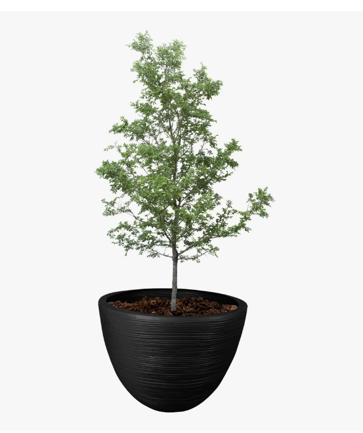 Maceta Xtellar Decorativa De Interior Y Exterior Grande 45l 1 Pieza