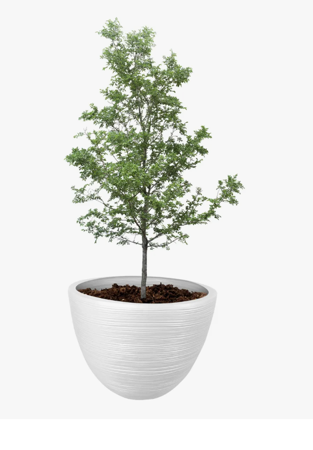 Maceta Xtellar Decorativa De Interior Y Exterior Grande 45l 1 Pieza