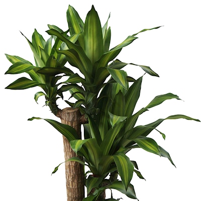 Foto 5 pulgar | Planta Artificial Dracaena de 100cm para Decoración de Interiores