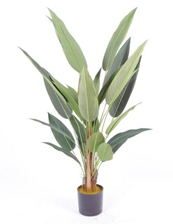 Foto 3 | Planta Decorativa Canna Verde Con Maceta Negra