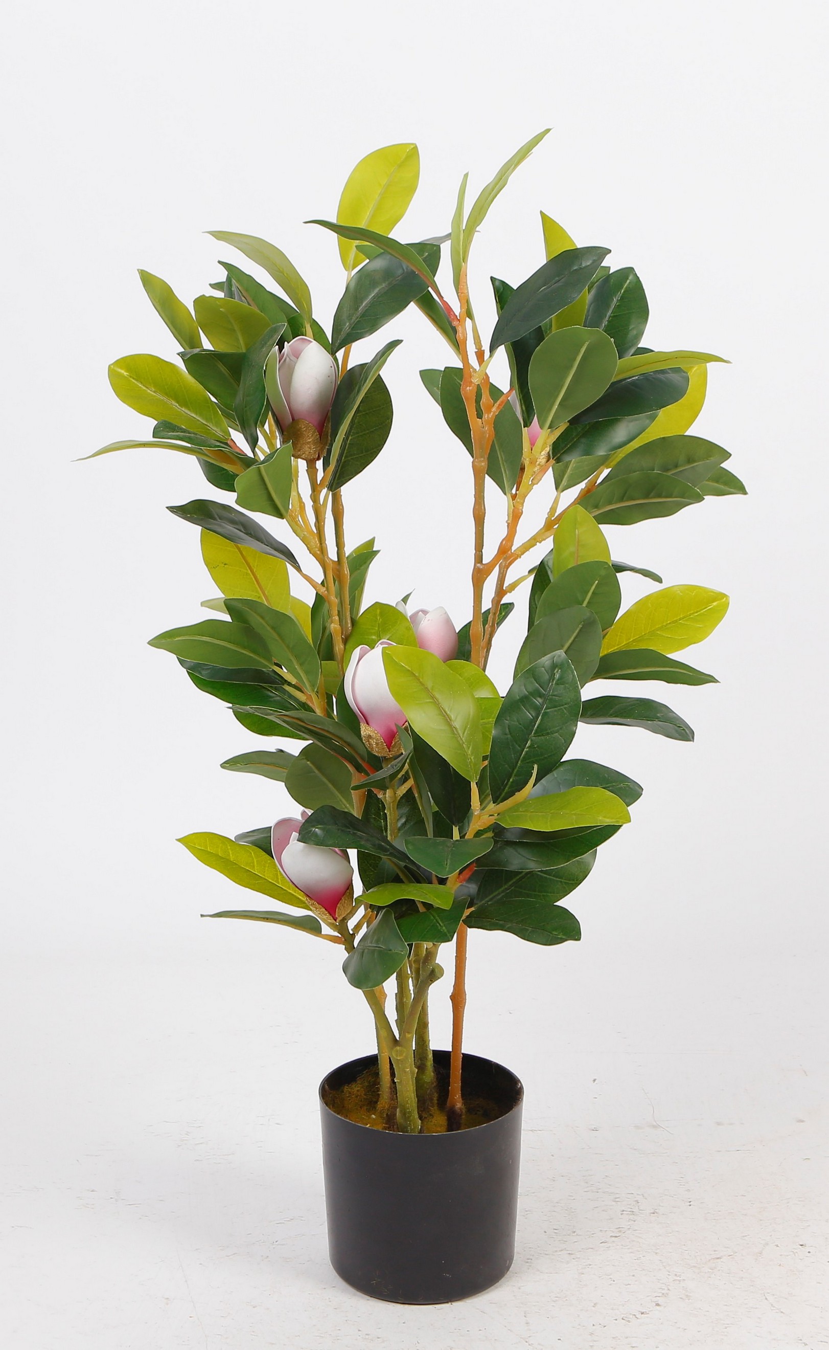 Planta Decorativa Magnolia Verde Con Maceta Negra