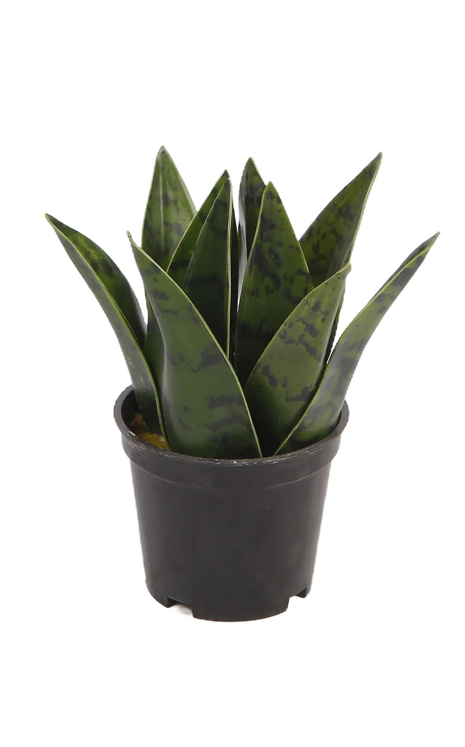 Foto 2 pulgar | Planta Decorativa Sansevieria Verde Con Maceta Negra