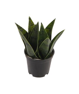 Foto 2 | Planta Decorativa Sansevieria Verde Con Maceta Negra