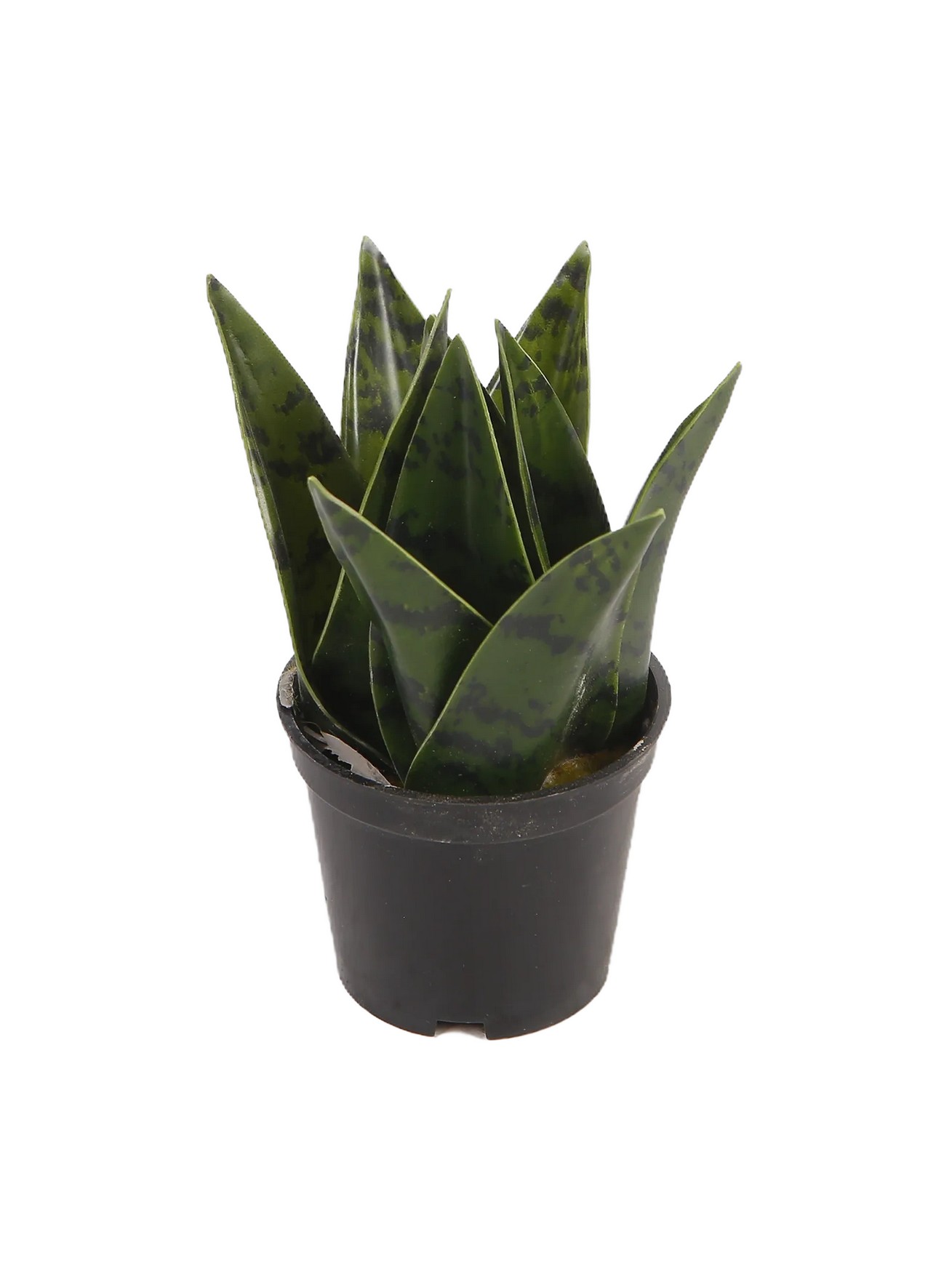 Foto 4 pulgar | Planta Decorativa Sansevieria Verde Con Maceta Negra