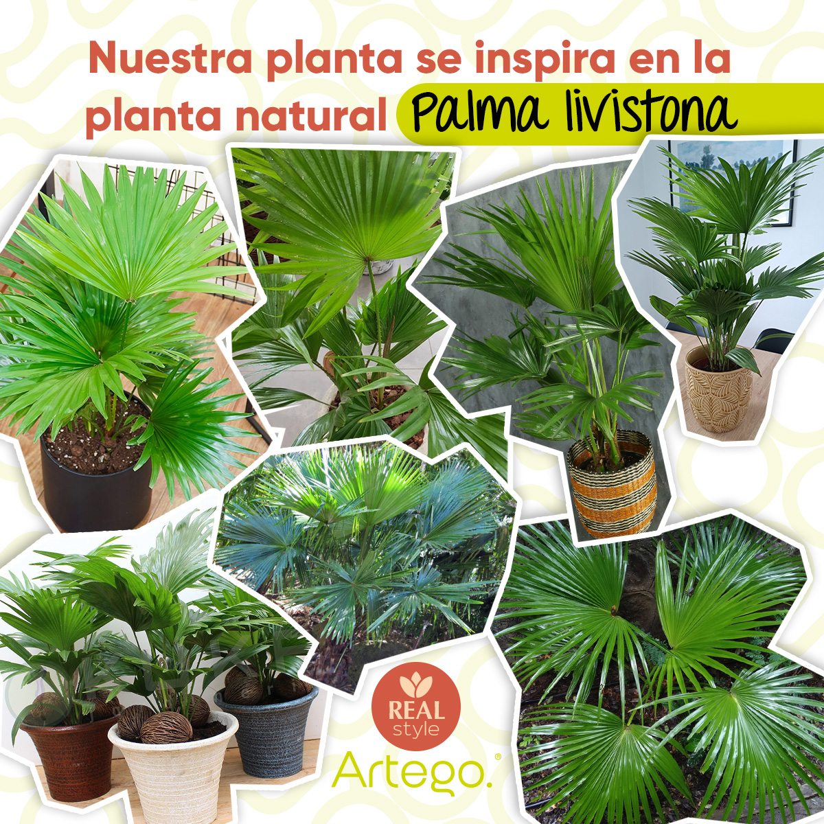 Foto 5 pulgar | Planta Artificial Moderna Con Maceta Decorativa Real Style Palma Livistona Grande De 180cm De Alto