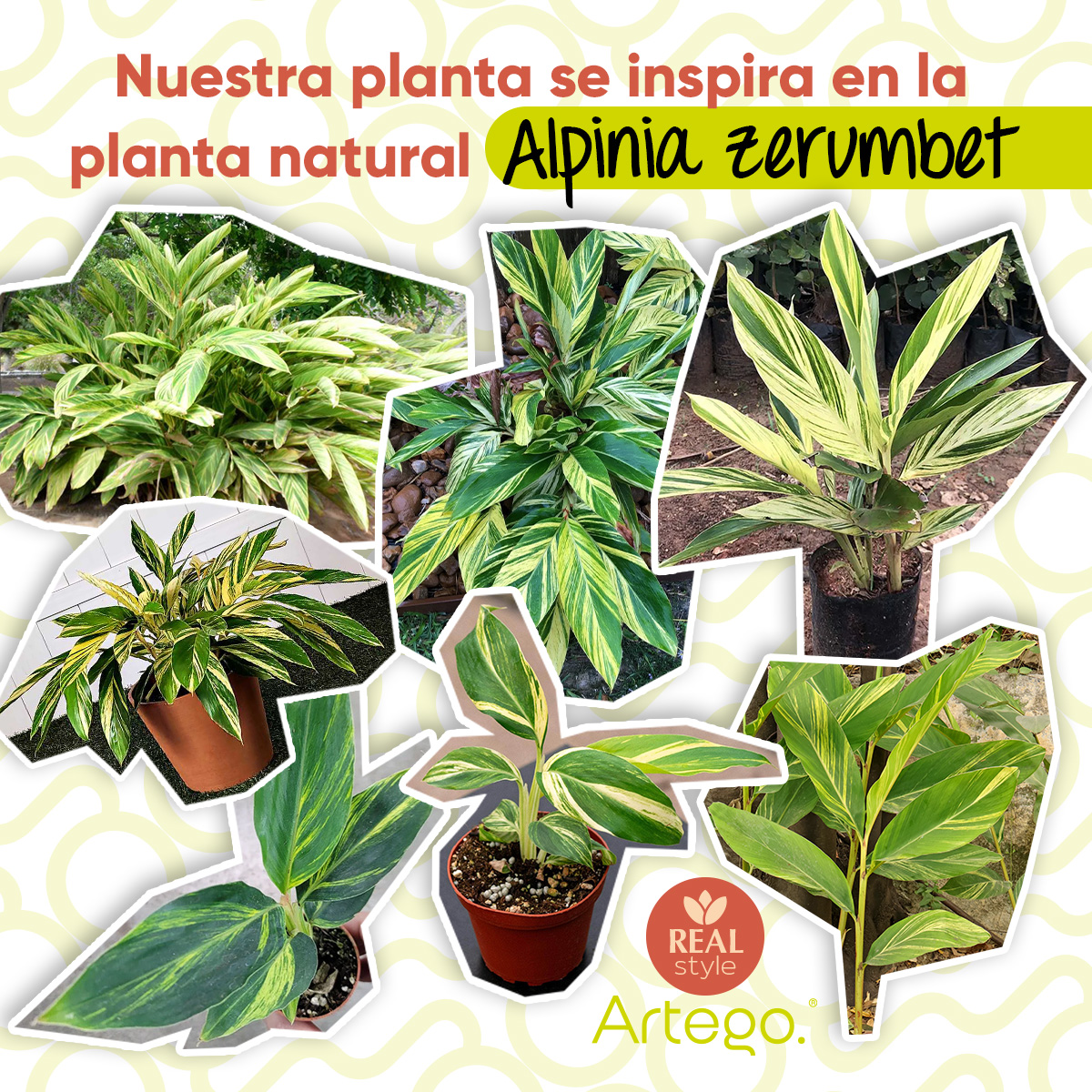 Foto 5 pulgar | Planta Artificial Moderna Con Maceta Decorativa Real Style Alpinia Zerumbet  De 140cm De Alto Artego