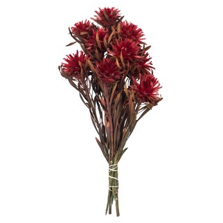 Foto 1 | Planta Preservada Vickerman Red Plumosum De 8 A 20 Cm Con 8 Cabezas - Venta Internacional.