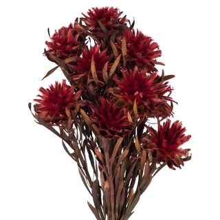 Foto 2 | Planta Preservada Vickerman Red Plumosum De 8 A 20 Cm Con 8 Cabezas - Venta Internacional.