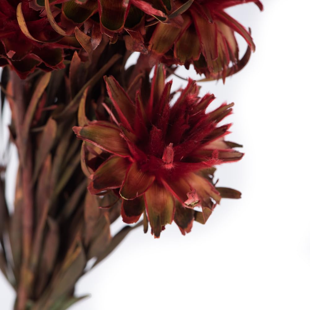 Foto 4 pulgar | Planta Preservada Vickerman Red Plumosum De 8 A 20 Cm Con 8 Cabezas - Venta Internacional.