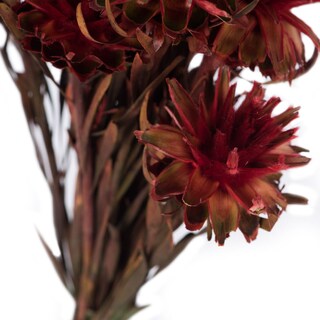 Foto 4 | Planta Preservada Vickerman Red Plumosum De 8 A 20 Cm Con 8 Cabezas - Venta Internacional.