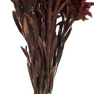 Foto 5 | Planta Preservada Vickerman Red Plumosum De 8 A 20 Cm Con 8 Cabezas - Venta Internacional.