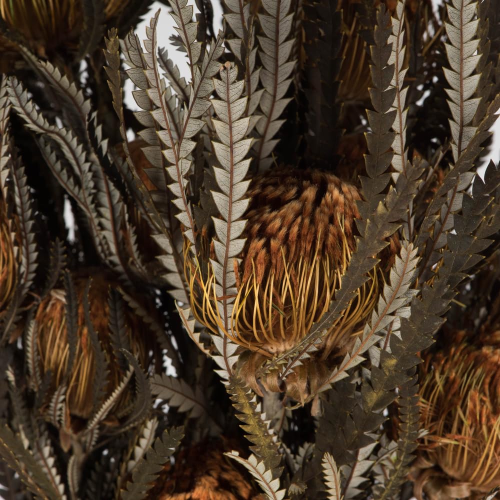 Foto 4 pulgar | Paquete De Follaje Y Flores Vickerman Autumn Banksia 120 Ml - Venta Internacional.