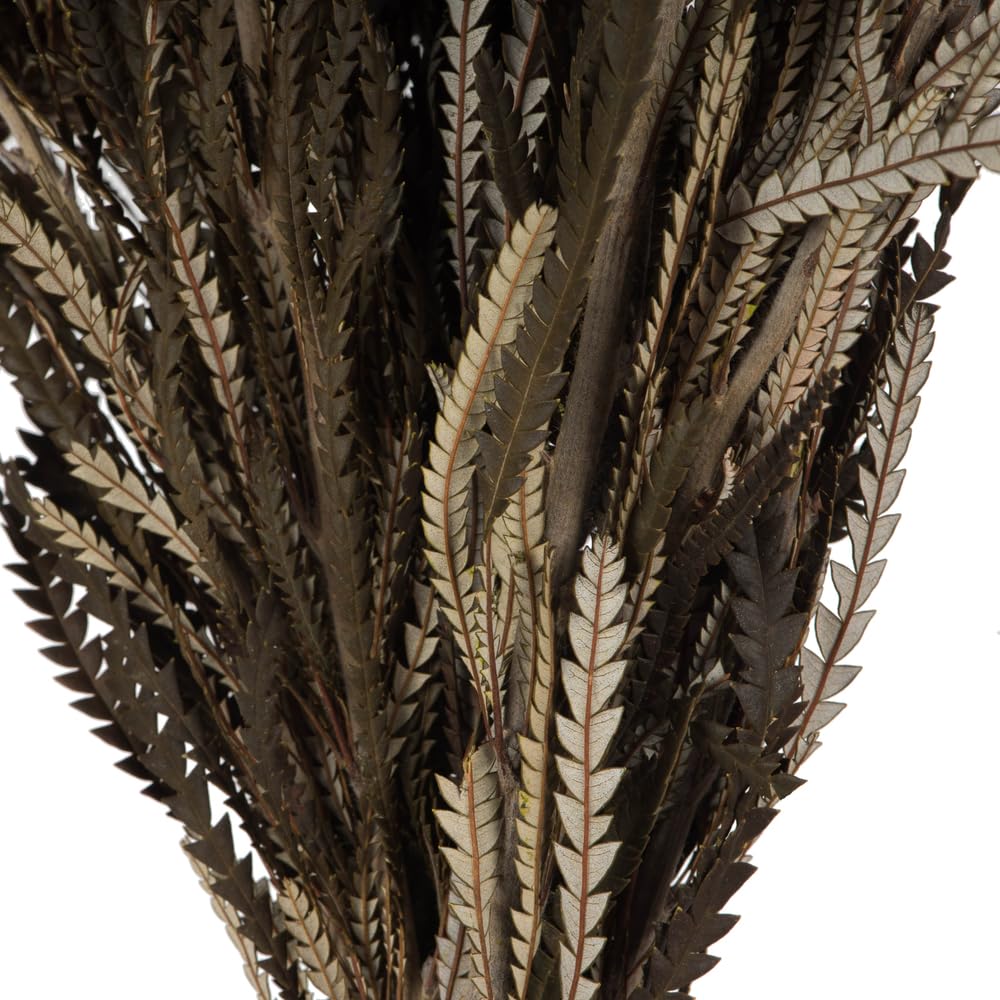 Foto 5 pulgar | Paquete De Follaje Y Flores Vickerman Autumn Banksia 120 Ml - Venta Internacional.