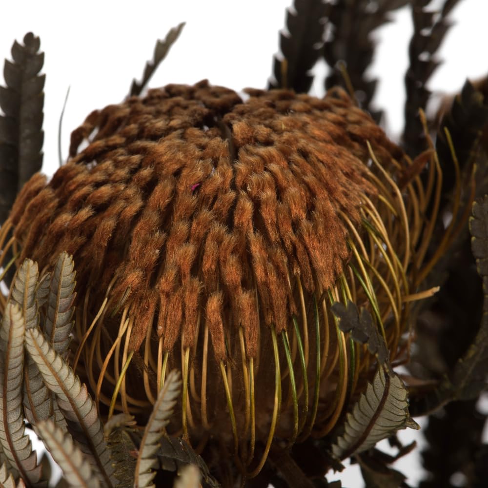 Foto 6 pulgar | Paquete De Follaje Y Flores Vickerman Autumn Banksia 120 Ml - Venta Internacional.