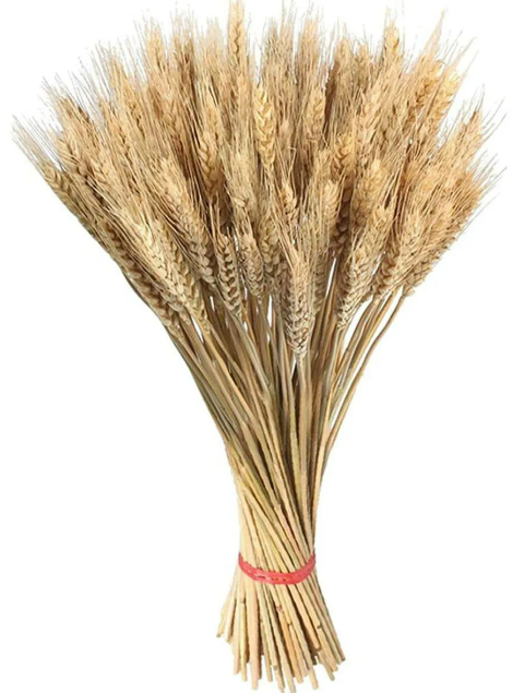 Foto 2 pulgar | Exclusivo Ramo Xtellar De Trigo Natural Con 200 Espigas Para Decoración Elegante