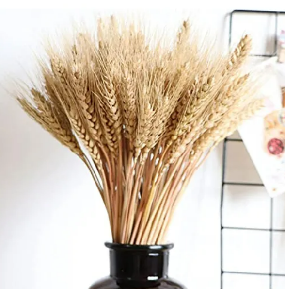 Foto 3 pulgar | Exclusivo Ramo Xtellar De Trigo Natural Con 200 Espigas Para Decoración Elegante