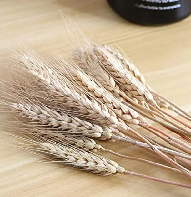 Foto 4 pulgar | Exclusivo Ramo Xtellar De Trigo Natural Con 200 Espigas Para Decoración Elegante