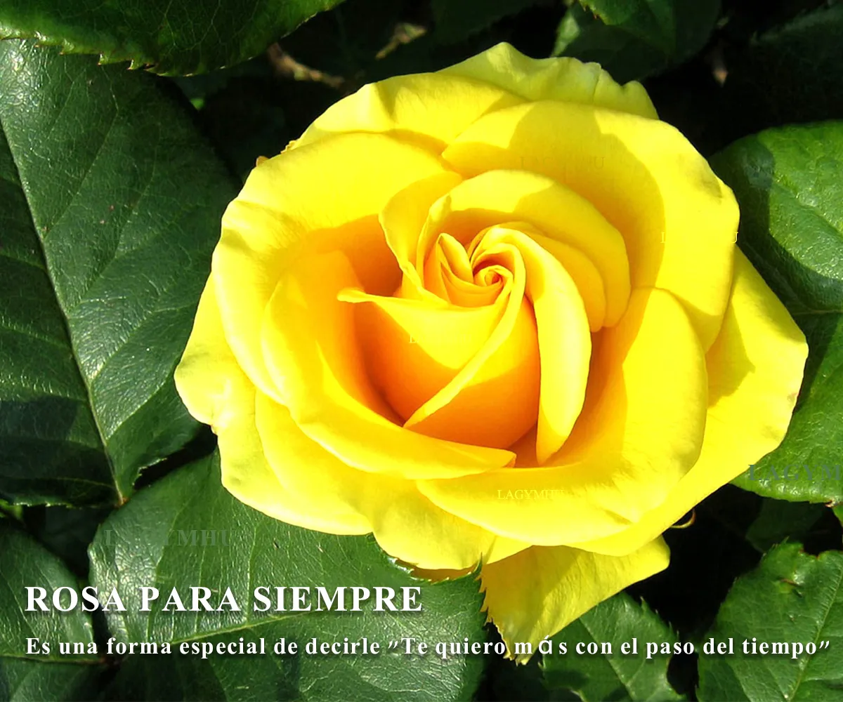 Foto 4 pulgar | 2 Rosas Amarillas Lab.g Flores Artificiales Amarillo