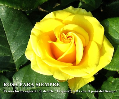 Foto 3 | 2 Rosas Amarillas Lab.g Flores Artificiales Amarillo