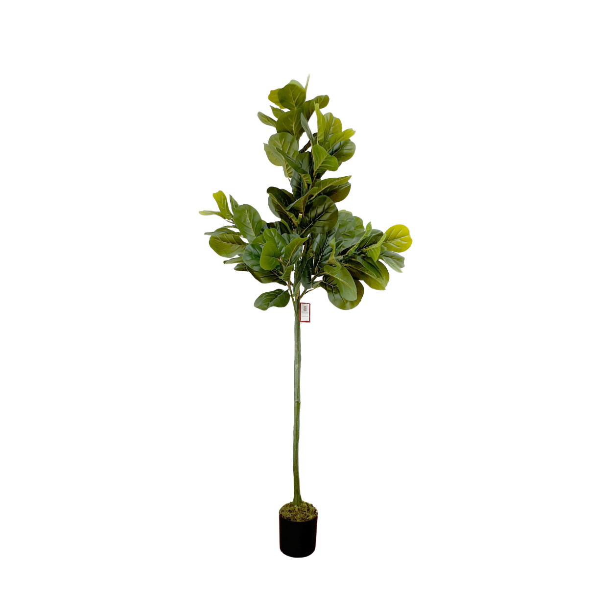 Árbol De Pandurata Planta Artificial Realista 1.8m