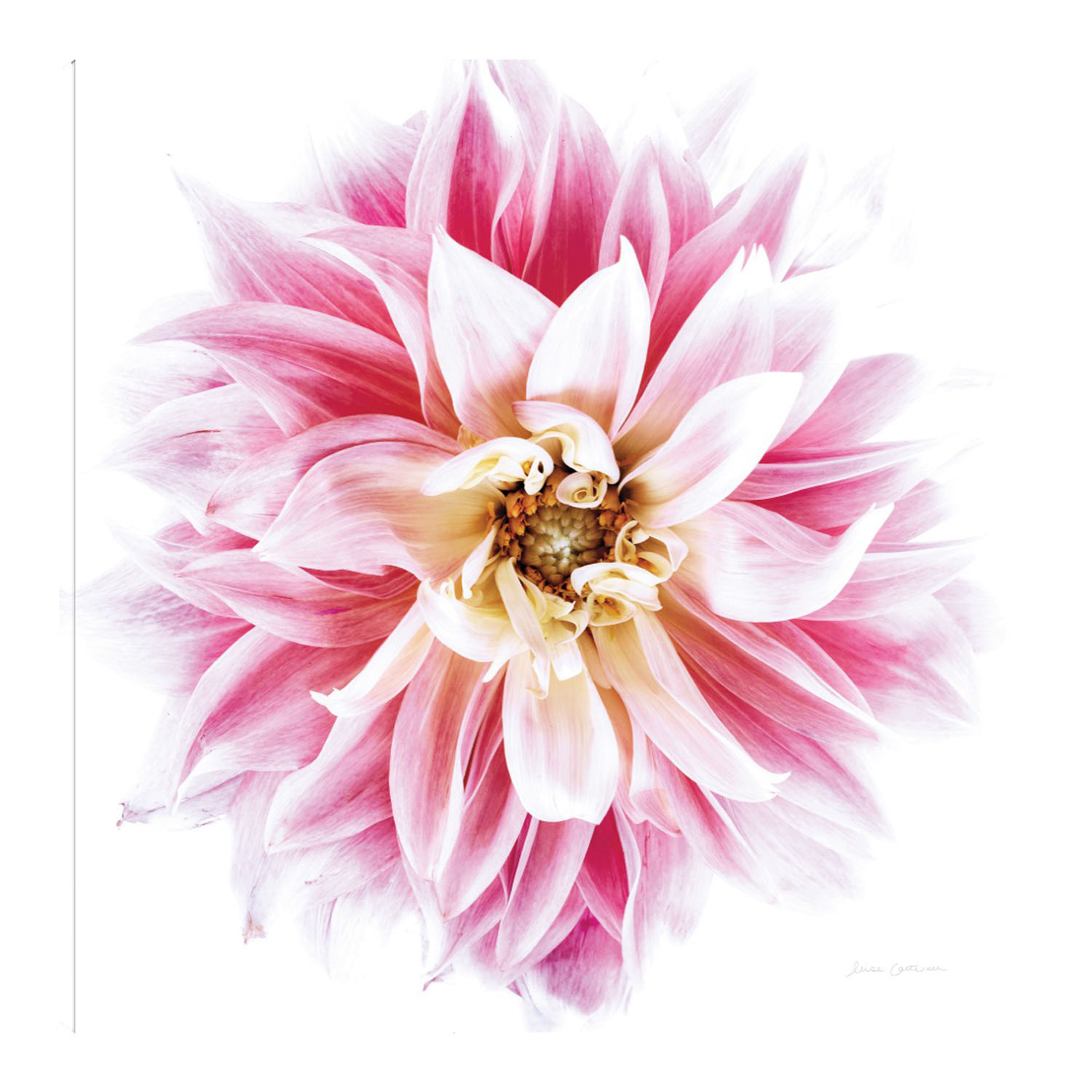 Foto 1 | Cuadro Decorativo - Dahlia Rosa - Elise Catterall  - Arte Moderno - Impresión En Lienzo - Fine Art Tj