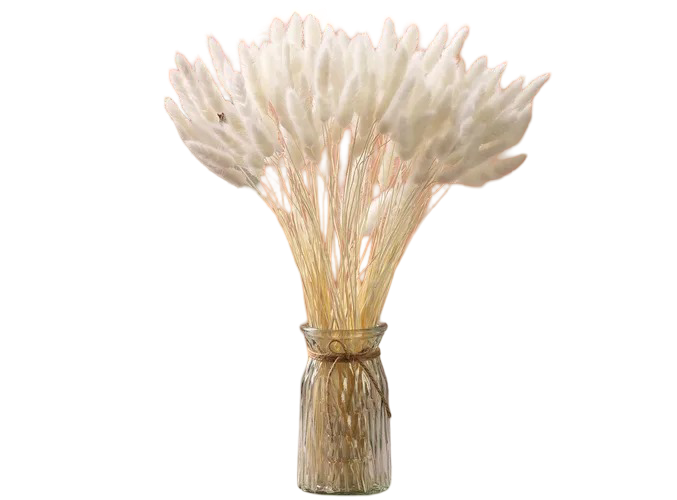 Foto 1 | Hierba Pampas Secas Xtellar