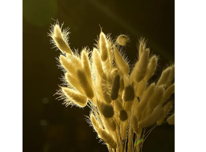 Foto 5 pulgar | Hierba Pampas Secas Xtellar