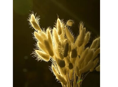 Foto 4 | Hierba Pampas Secas Xtellar