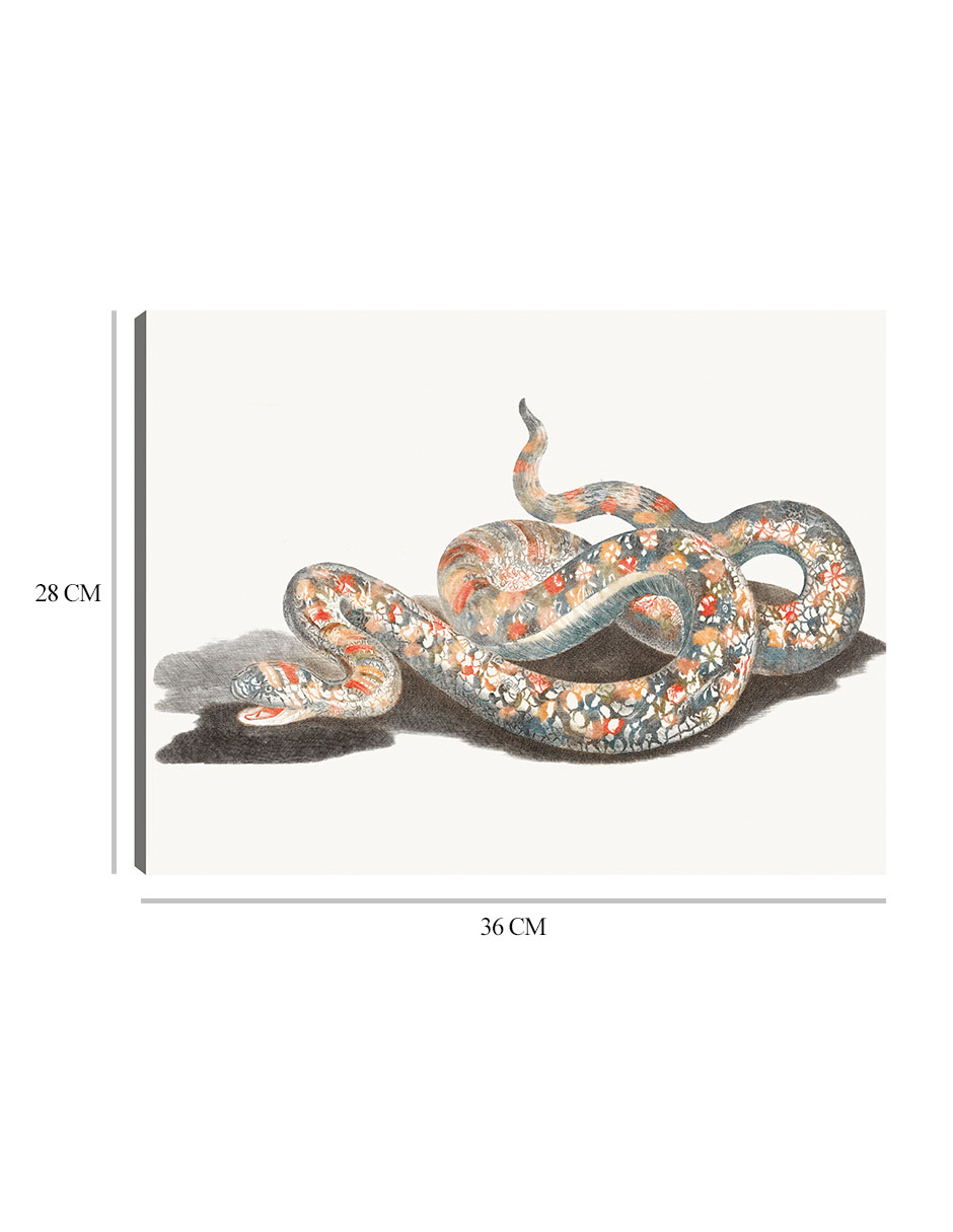 Foto 7 pulgar | Cuadro Decorativo - Una Serpiente- Johan Teyler - Animales - 28x36 - Impresión En Lienzo - Fine Art Tj
