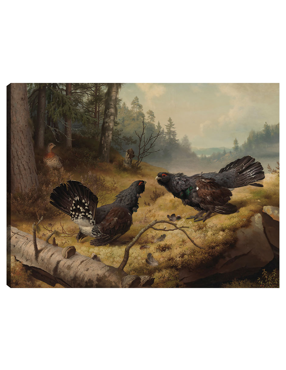 Cuadro Decorativo - Los Urogallos Luchadores (1886)- Ferdinand Von Wright - Religión - 46x61 - Impresión En Li