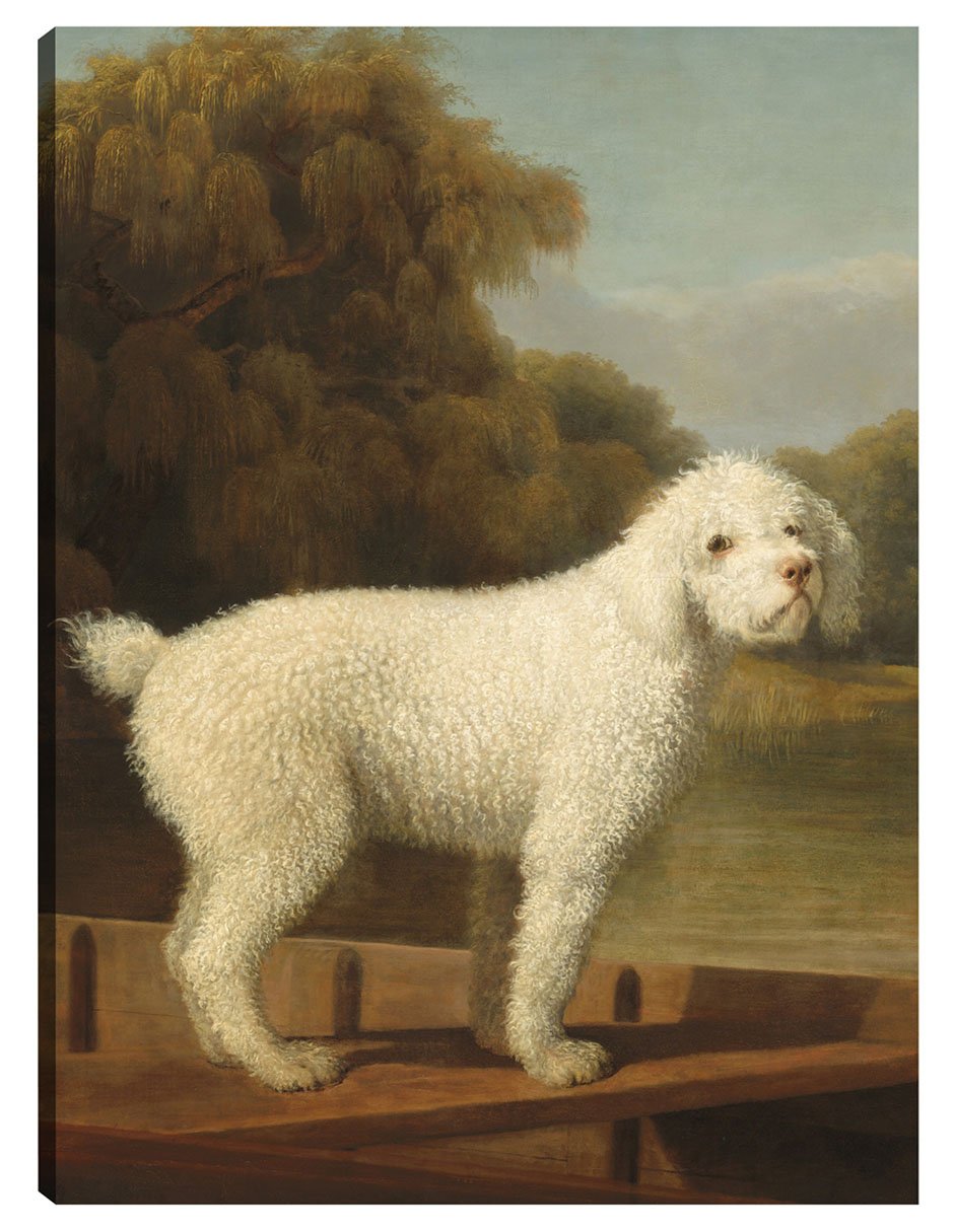 Cuadro Decorativo - Caniche Blanco En Una Batea, C. 1780- George Stubbs - Animales - 69x92 - Impresión En Lienzo