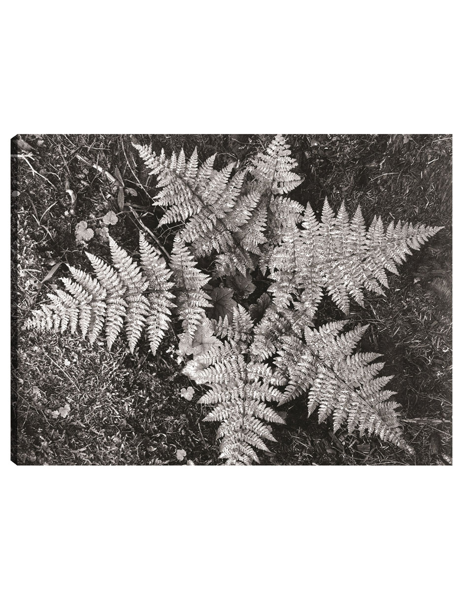 Cuadro Decorativo - En El Parque Nacional Glacier, Montana- Ansel Adams - Religión - 69x92 - Impresión En Lienzo