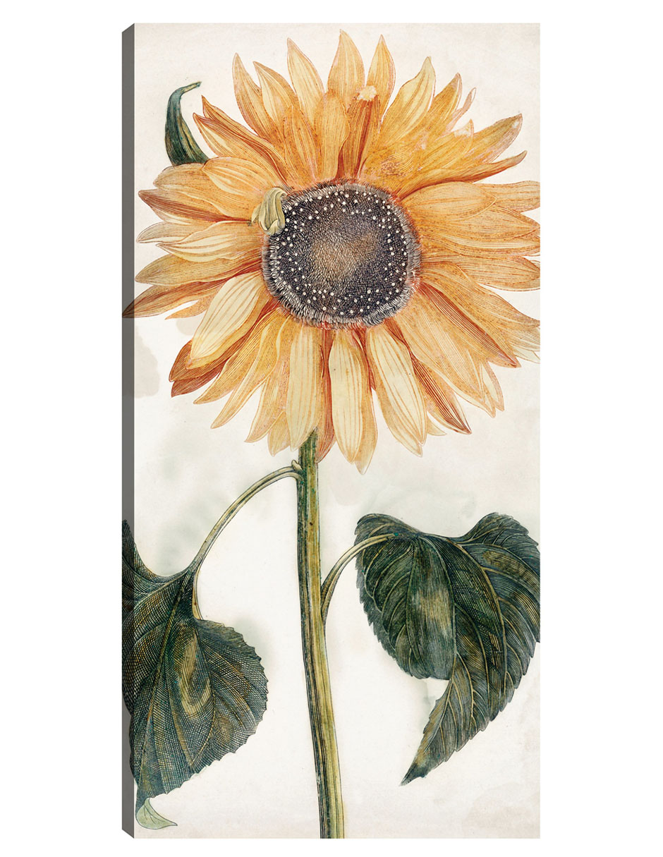 Foto 2 pulgar | Cuadro Decorativo - Girasol (1688-1698)- Johan Teyler - Floral - 46x89 - Impresión En Lienzo - Fine Art Tj