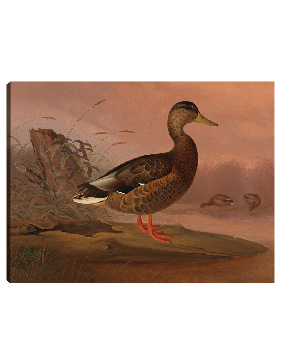 Foto 2 pulgar | Cuadro Decorativo - Ánade Real (1848)- Ferdinand Von Wright - Religión - 46x61 - Impresión En Lienzo - Fine Art Tj