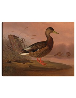 Foto 1 | Cuadro Decorativo - Ánade Real (1848)- Ferdinand Von Wright - Religión - 46x61 - Impresión En Lienzo - Fine Art Tj