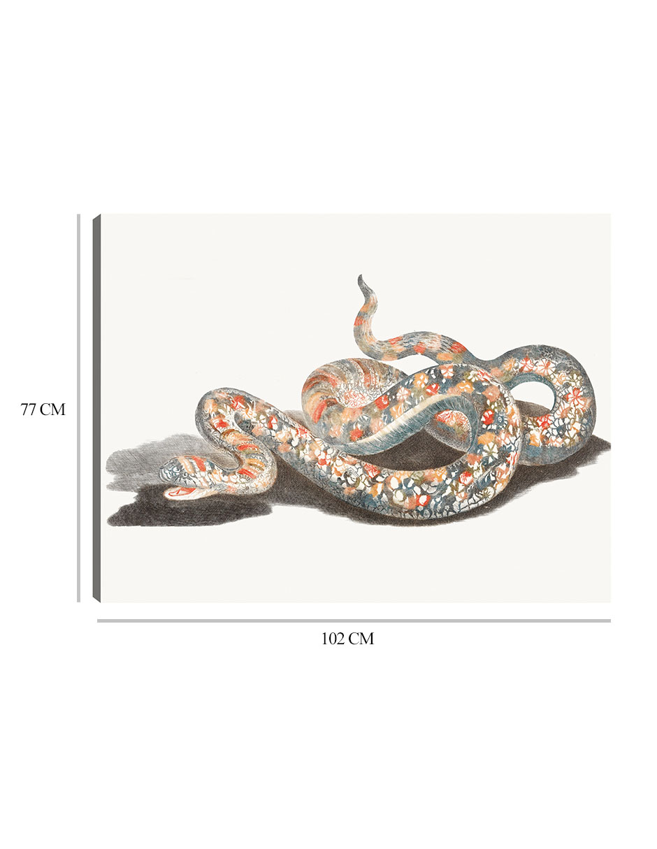 Foto 7 pulgar | Cuadro Decorativo - Una Serpiente- Johan Teyler - Animales - 77x102 - Impresión En Lienzo - Fine Art Tj