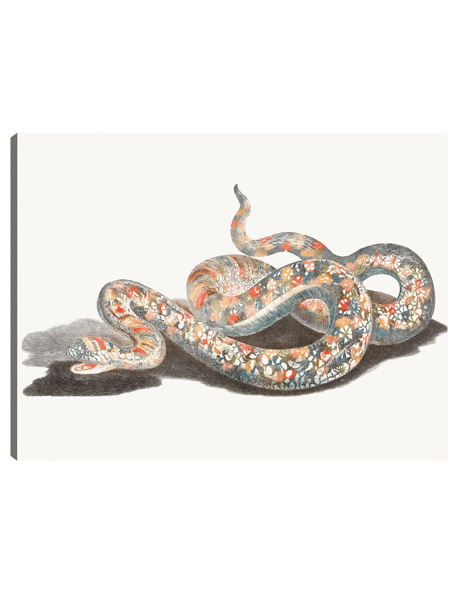 Foto 1 | Cuadro Decorativo - Una Serpiente- Johan Teyler - Animales - 46x61 - Impresión En Lienzo - Fine Art Tj