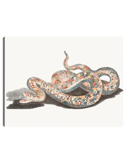 Foto 1 | Cuadro Decorativo - Una Serpiente- Johan Teyler - Animales - 46x61 - Impresión En Lienzo - Fine Art Tj