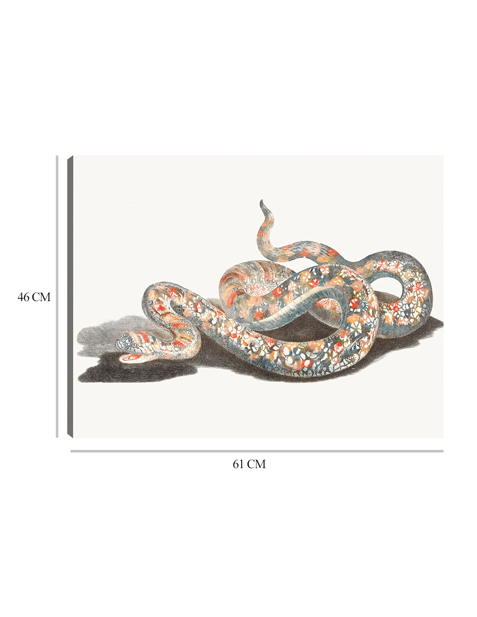 Foto 7 pulgar | Cuadro Decorativo - Una Serpiente- Johan Teyler - Animales - 46x61 - Impresión En Lienzo - Fine Art Tj